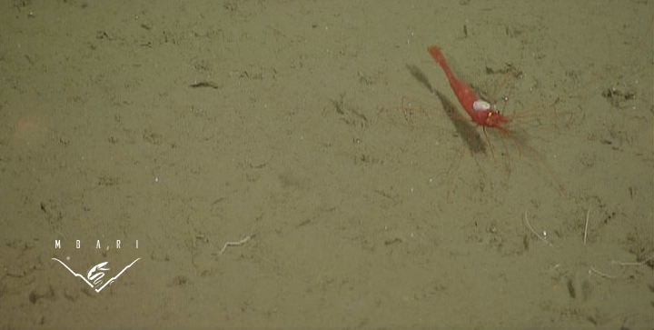 Mysid <br>Class Crustacea Mysid <br>Class Crustacea