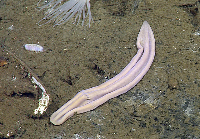 Xenoturbella profunda worm in the Gulf of California