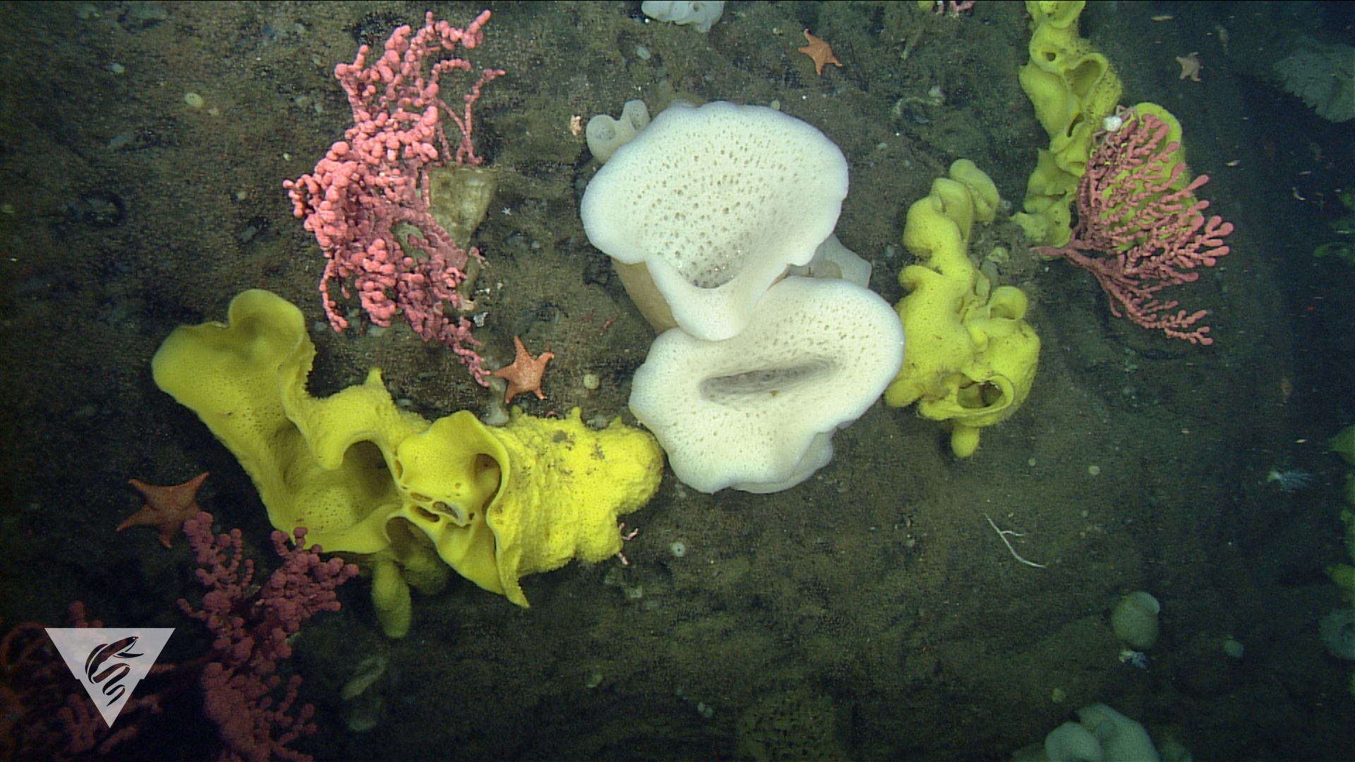 the diversity and thriving marine life in the monterey bay marine sanctuary Northern portion of the monterey bay national marine sanctuary, with the diversity of the national marine sanctuary basis for thriving. the diversity and thriving marine life in the monterey bay marine sanctuary Northern portion of the monterey bay national marine sanctuary, with the diversity of the national marine sanctuary basis for thriving.