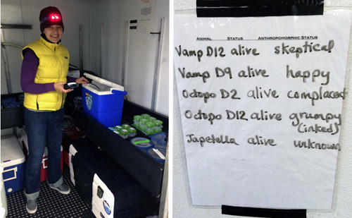Left, Stephanie bundles up for a stint in the cold room, red headlamp at the ready. The animals aren't disturbed by red light because they can't see it. Right, Sign posted outside the cold room for all of us to know the status of each cephalopod. The headings read animal, status, and anthropomorphic status. When spending a week at sea, we have to entertain each other. Luckily for us, that Stephalopod is a funny one.