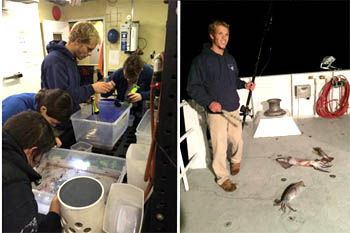 Left, Ben Burford, former summer intern, helps Kris Walz, Stephanie Bush, and Freya Goetz sort through the trawl collection. Right, Ben jigging for Humboldt squid.