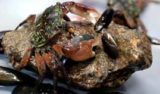 Close-up of crab on rock surrounded by mussels.