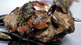Close-up of crab on rock surrounded by mussels.