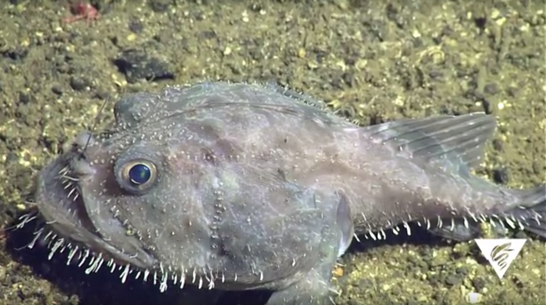 Pacific goosefish