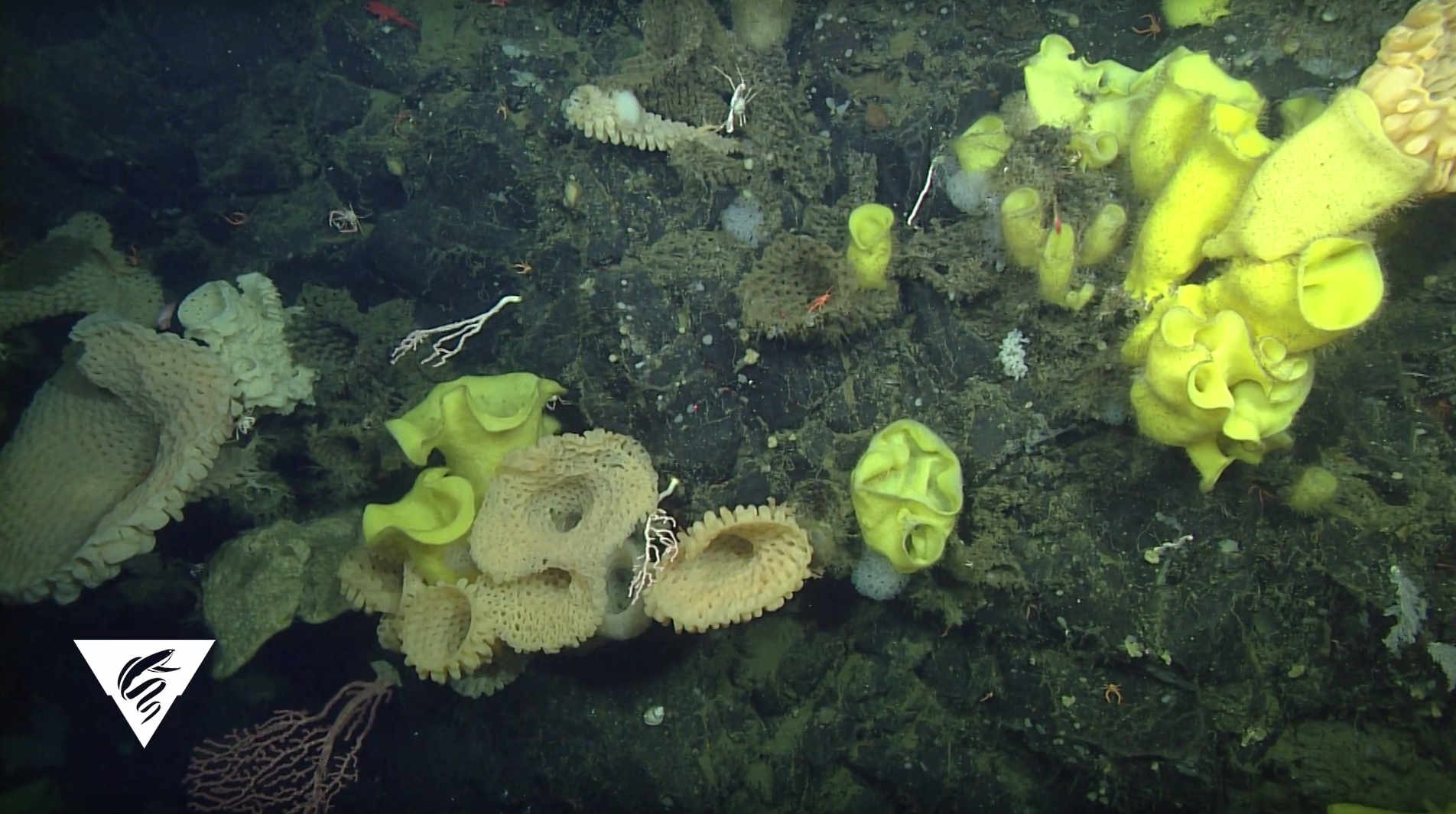Sur Ridge sponges