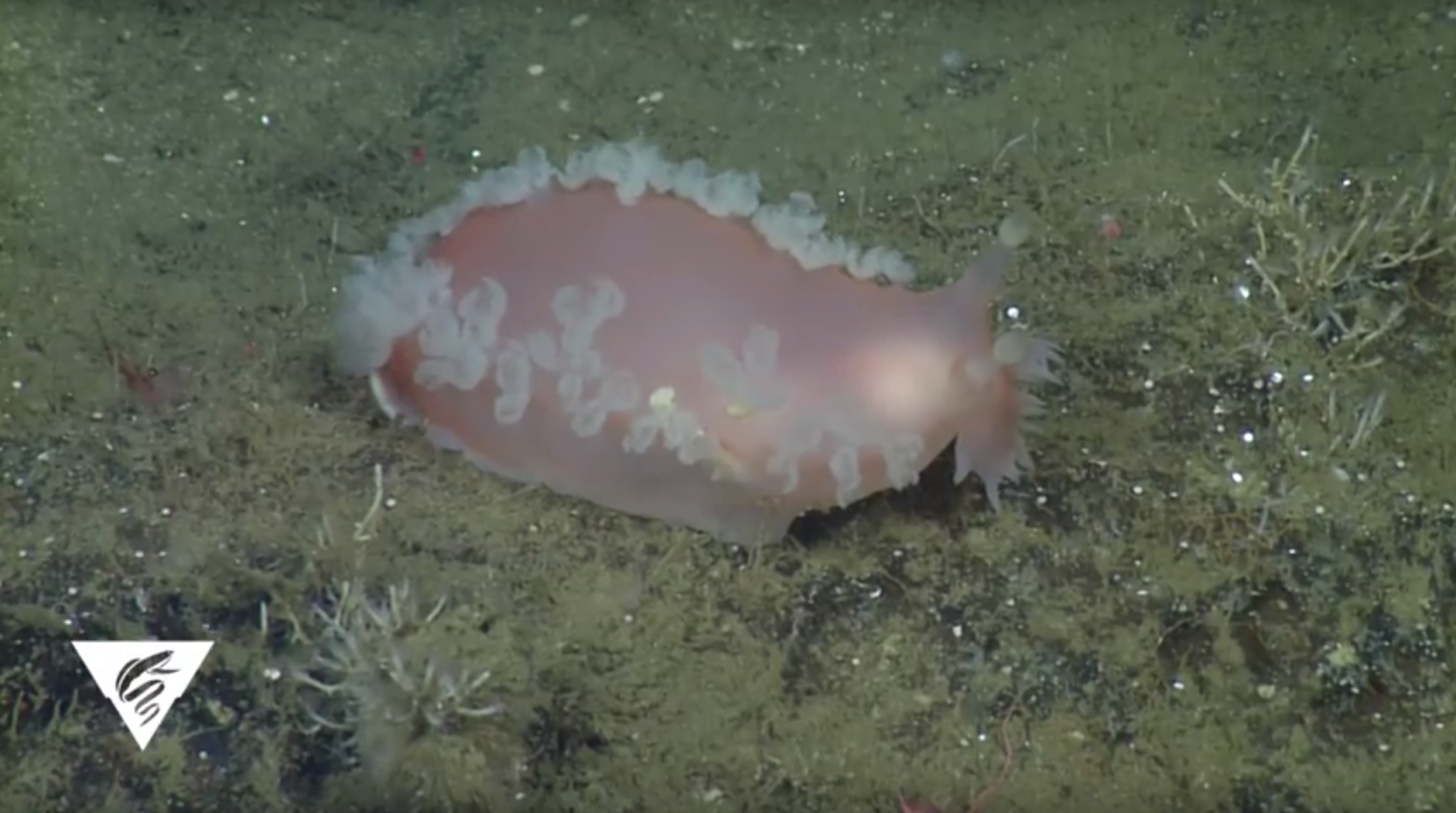 Tritonia sea slug