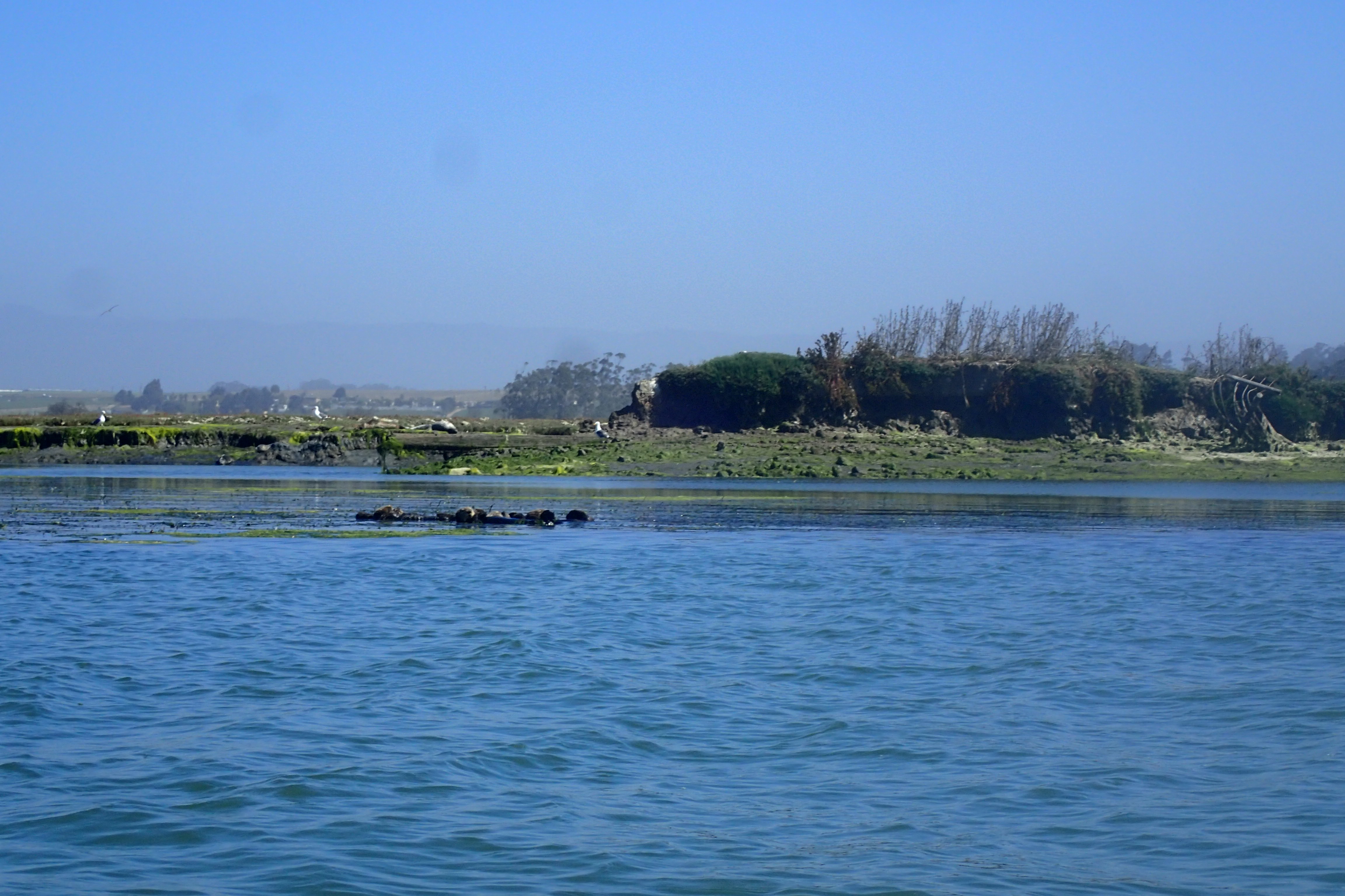 Sea otter raft