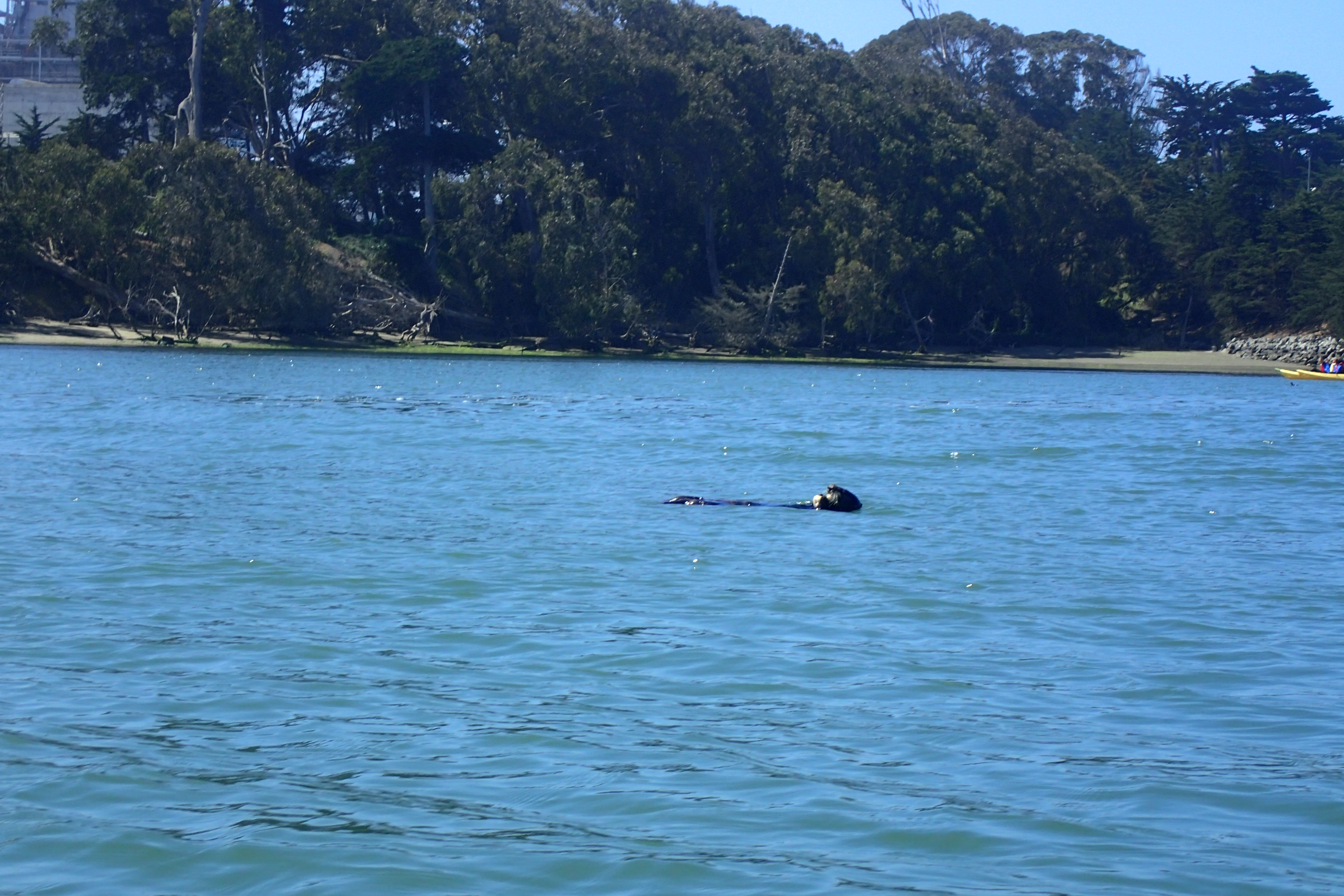 Sea otter