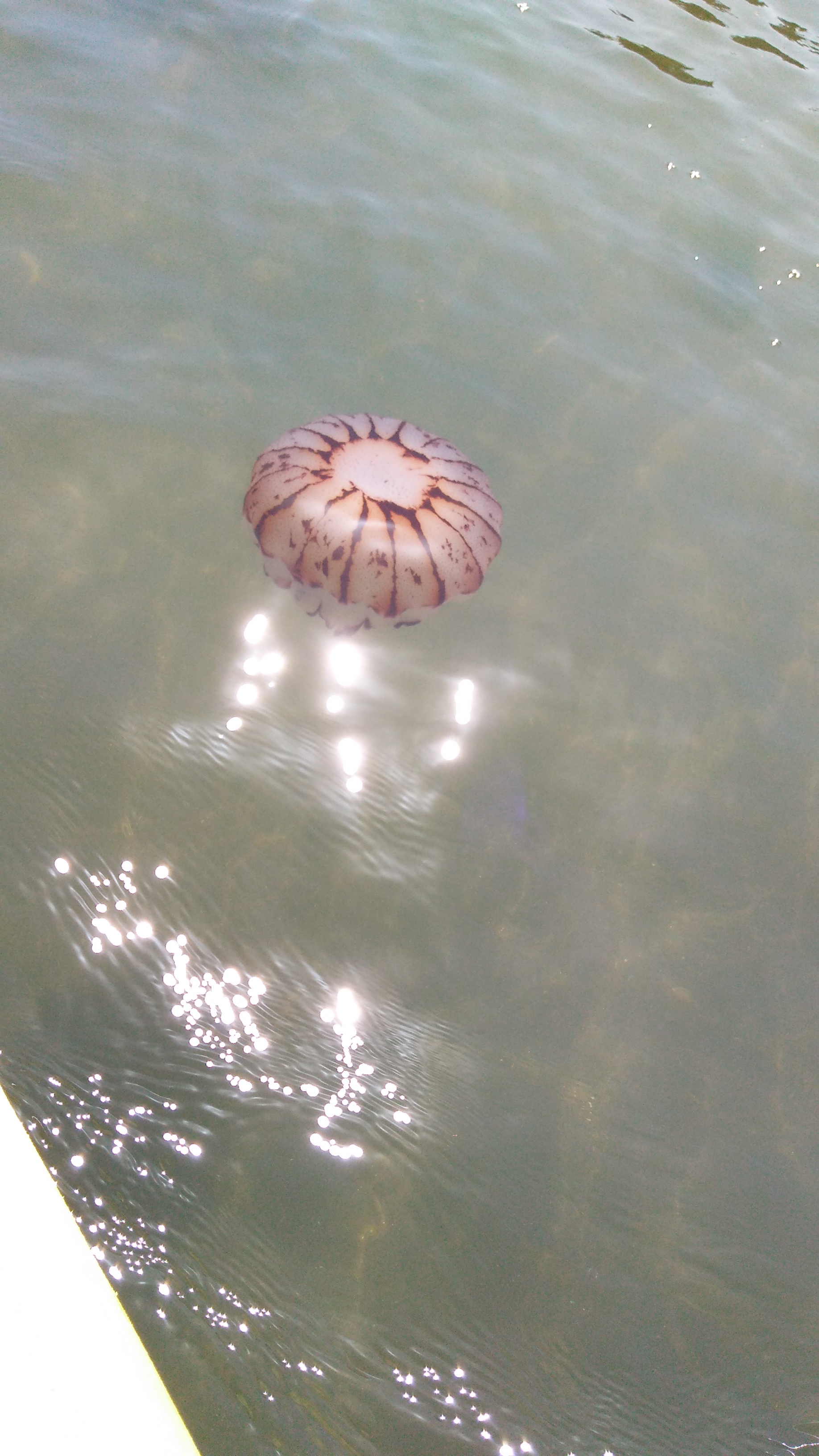 Purple-striped jellyfish