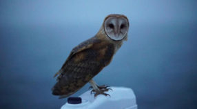 Barn owl on R/V Western Flyer.
