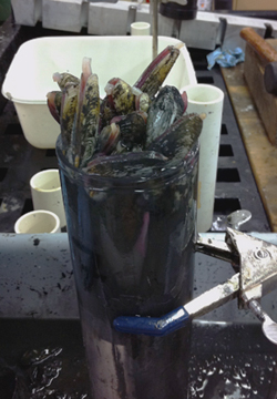 We sampled the smaller clams by inserting the pushcore into the clam bed. Here you can see the clams poking out of the sediment from the pushcore. These clams were collected and frozen for later molecular analysis by our colleague Bob Vrijenhoek. Bob and his lab study the evolution of chemosynthetic communities.