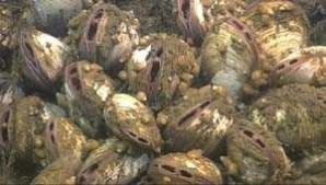 Vesicomyid clams