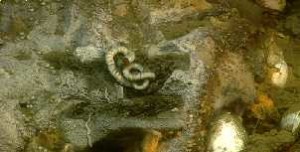 Vestimentiferan worm