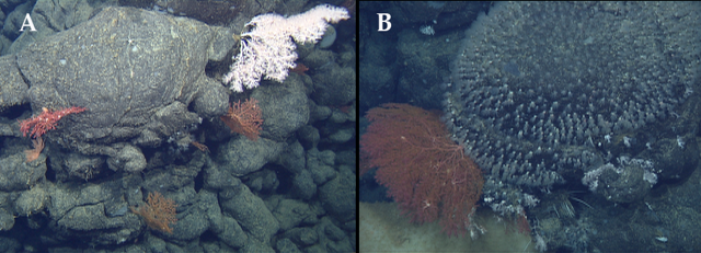(A) Various long-lived deep-sea corals growing on pillow lava. Deep-sea corals are long-lived, so are an indication that this lava they are attached to erupted many years ago. Small brittle stars typically perch on the corals to take advantage of small food particles floating in the water. (B) Some of the pillow lavas had dense polyps (zoanthids) covering them, and had spike-like carnivorous sponges as well.