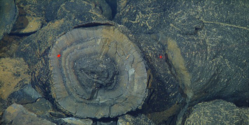 Face of a broken lava pillow