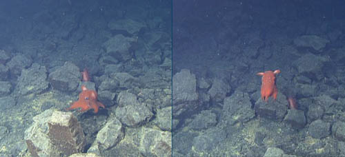 dumbo octopus