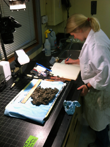 Esther Sumner works with sample cores.