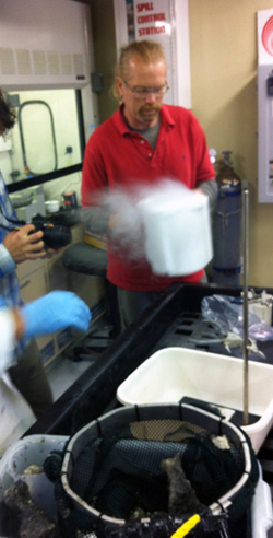 pieces of hydrate in liquid nitrogen