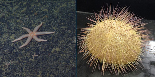 large pink seastar and an urchin