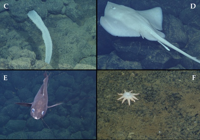 (C) The beautiful Venus' flower basket is a hexactinellid sponge, which produces a glass matrix. It certainly takes a long time for one of these to grow. (D) The Pacific white deep-sea skate (Bathyraja spinosissima) swims fluidly just above the lava surface. They are one of the largest skates we see in the deep ocean and this male was nearly six feet (two meters) wide. (E) There are a number of other fishes here, but Antimora microlepis is one of the rarer ones. (F) The seastar Solaster has numerous arms and a mouth that faces the sediment. This juvenile is feeding on something as evidenced by the “hump” in the center disc. (Caption from Linda Kuhnz)