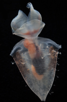 Thecosomata Identification Images (all images copyright Stephanie Bush)