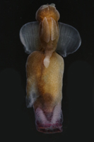 Gymnosomata Identification Images (all images copyright Stephanie Bush)