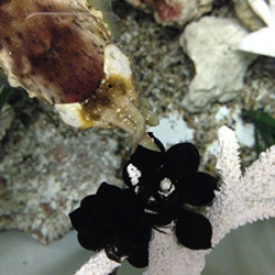 Stumpy cuttlefish and eggs