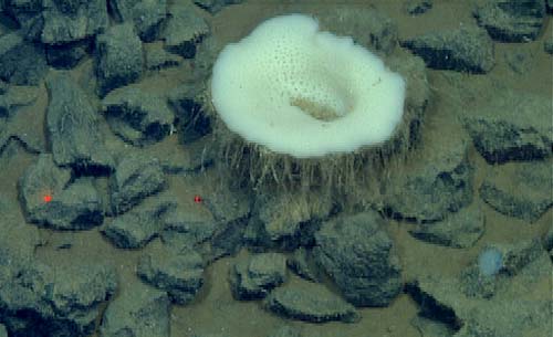 White sponge (Euplectellidae) is anchored to the seafloor