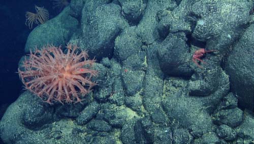 Enormous pink soft coral Anthomastus