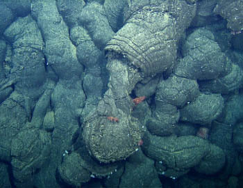 Elongated andesite lava pillows flowed down a steep pillow mound. One has cracked open and drained a twisted, elongate drip. These pillows are inhabited here by small red corals and an anemone (Actinostolidae).