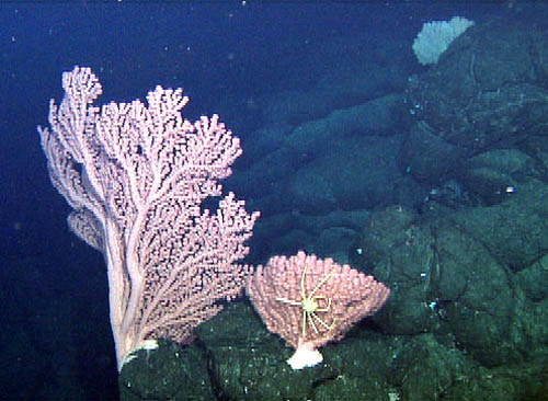 The cones we surveyed support higher numbers of corals than in other areas we've seen at Axial. This may indicate that water currents, carrying abundant small particles of food, flow relatively fast here. These bubble-gum corals (Paragorgia arborea) were perched near the top of a steep slope and were oriented toward the summit, into the current.