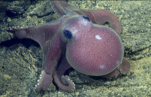 A very photogenic octopus, Graneledone boreopacifica.