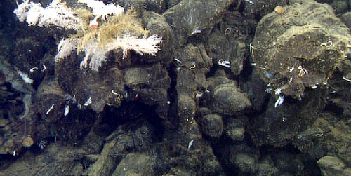 Lavacicle (center) dripped over the edge of Cage Seamount's outer wall, and is evidence that the talus slope below was constructed while the volcanic cone was growing, rather than simply due to erosion later. The corals (Chrysogorgia) have found an advantageous spot at the very rim.