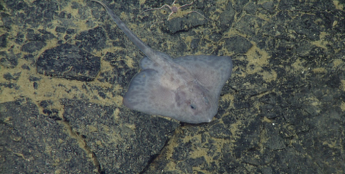 juvenile skate (Amblyraja badia)