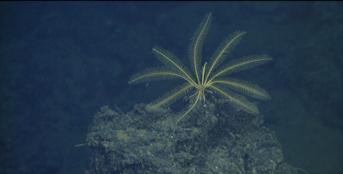 yellow crinoid