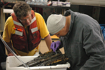 Kurt Buck looks on as Craig McClain picks tiny animals from one of the logs we brought back after three years on the seafloor.