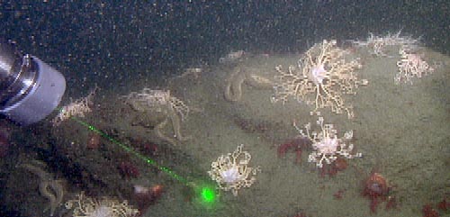 basket stars