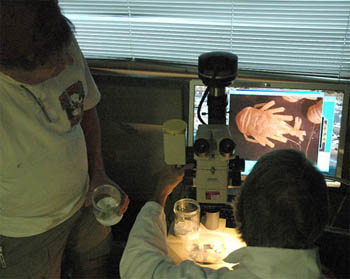 examining galatheid crabs