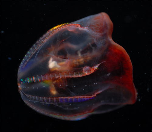 combjelly
