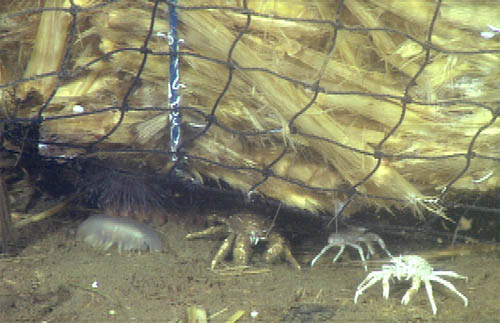 corn bale critters