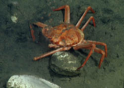 crab trying to eat methane-laden bubbles