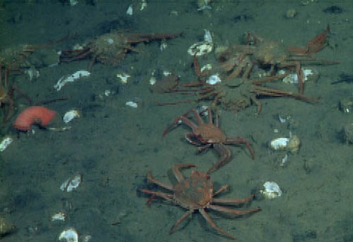 dead crabs