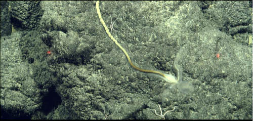 We collected a specimen of this yet-undescribed enteropneust worm. It feeds with the long mouthparts seen on both sides of the head. The sediment it feeds on is visible in the gut.