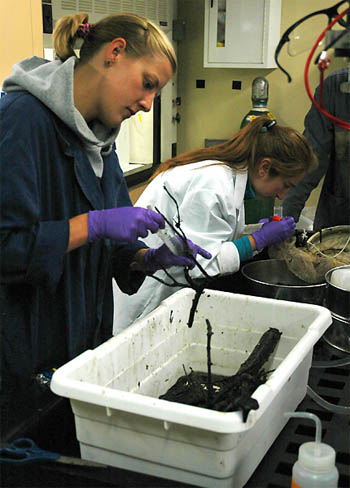 Jenna and Rosemary look for animals in pieces of wood