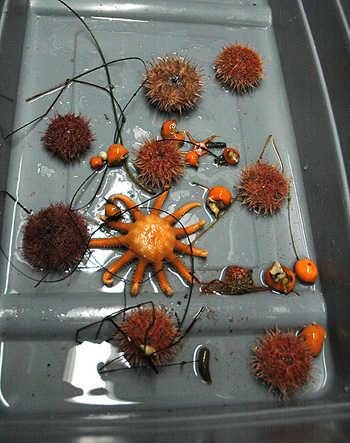 urchins collected