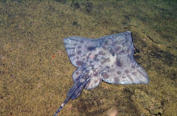 young male skate
