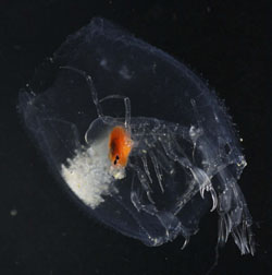 The midwater amphipod Phronima sedentaria has large eyes. It carves out a “home” within a dead salp or pyrosome. The opaque white spots on the left are eggs this animal has laid around the sides of its home. Photo by Bill Browne.