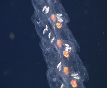 The tiny white objects are amphipods living in a salp colony.