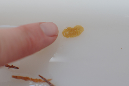 A small flatworm was dislodged from the seaweed. While known to be common in Sargassum, flatworms were not found in August.