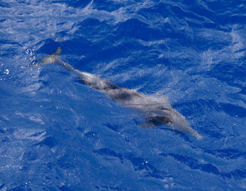One dolphin comes close to the bow and can be seen clearly in the transparent water. Photo: Carola Buchner